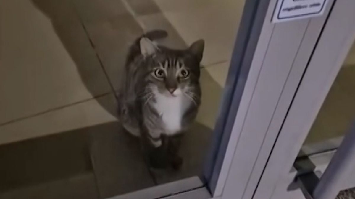 Turečtí policisté vyjeli k poplachu v bance, na místě našli kocoura